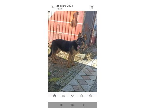 8 aylık erkek alman kurdu
