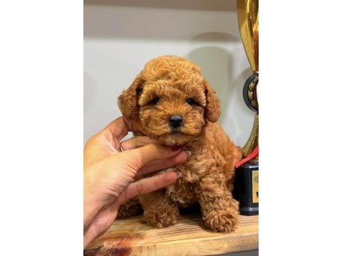 Red dişi teacup toy poodle