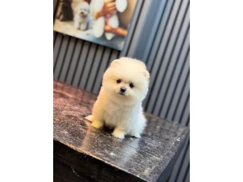 Sağlık ve ırk garantili pomeranian