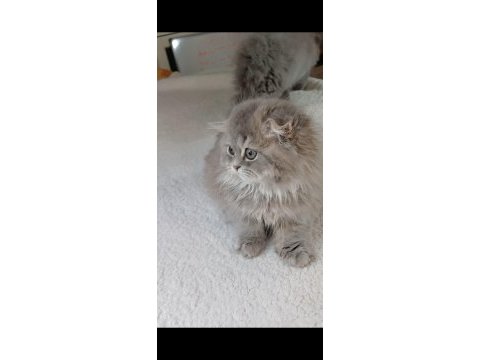 Anne altından british longhair bebekler