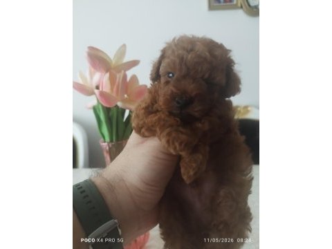 Teacup red brown korekan erkek poodle yavru
