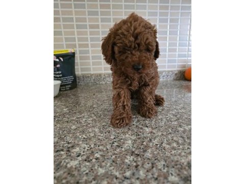 Toy poodle ailenizin yeni üyesi olmak istiyorum