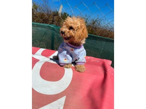 Tüm aşıları bitmiş son 2 kardeş maltipoo
