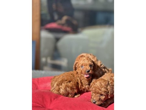 Teslime hazır kg garantili toy poodle yavrular