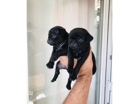 Pug ev ortamında olup beyaz ve siyah renkte bulunur