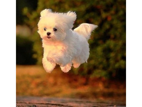 Maltese yavrular