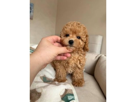 Toy poodle yavru köpeklerimiz
