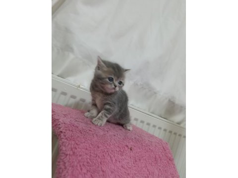 Güzeller güzeli exotic shorthair