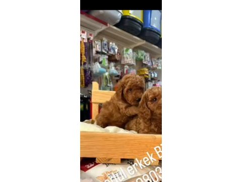Toy poodle minyatür