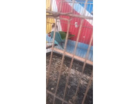 Genç kuşlar çift olarak verilecek