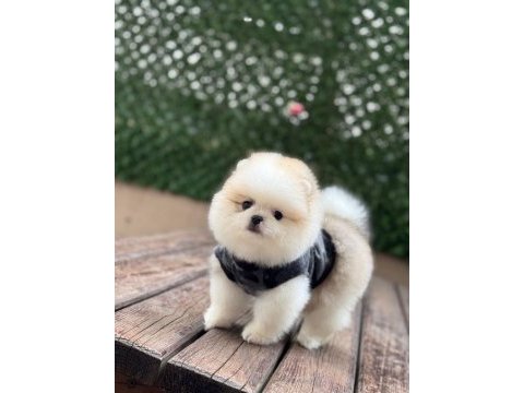 Birbirinden güzel ve sevimli pomeranian yavrularımız