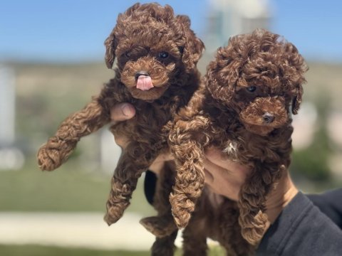 Ankarada ziyarete açık toy poodle yavrularımız