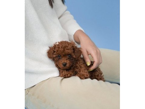 Koyu renk toy poodle yavruları