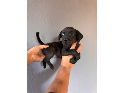 Labrador bebeklerimiz için acele edin