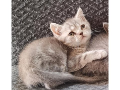 Sahibinden scottish fold yavrular