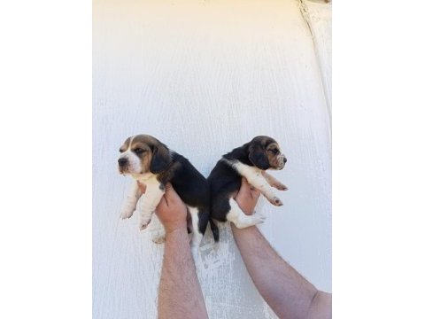 Beagle yavrular
