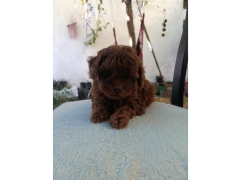 Orjinal toy poodle