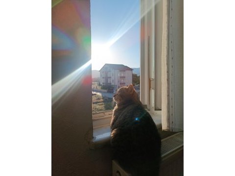 1 yaşında erkek golden tabby kedimiz