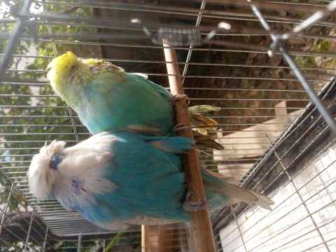Show jumbo muhabbet kuşu