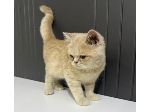 3 aylık british shorthair kedimiz