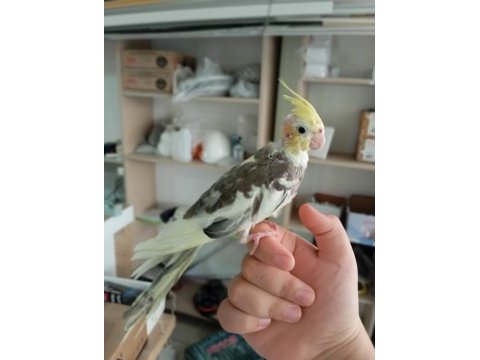 50 günlük yavru yeme düşmüş sultan papağanı