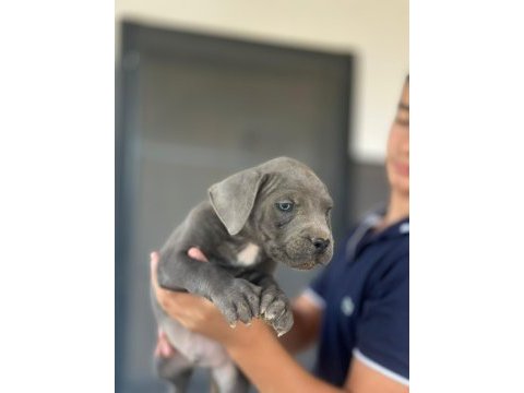 Yavru aslan cane corso