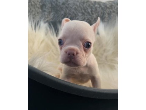 Ev bakımı french bulldog yavrularım