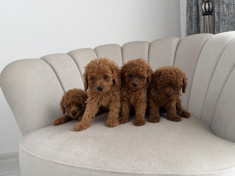 Evde beslediğim kendi köpeklerim