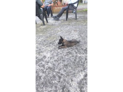 Kalite malinois yavruları 1 dişi ve 1 erkek