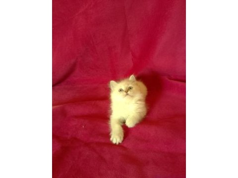 Tatlı kızımız british longhair