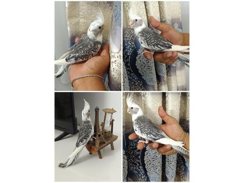 65 günlük yavru ev üretimi wf pearl ele alışkın sultan