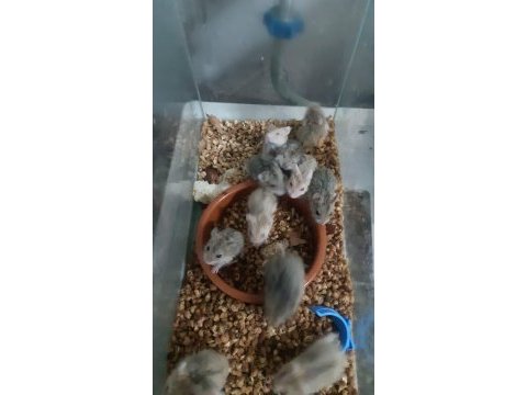 Uygun fiyatlı gonzales hamster