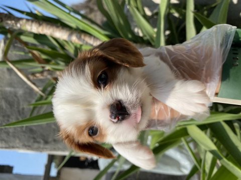 Cavalier king charles yavrular