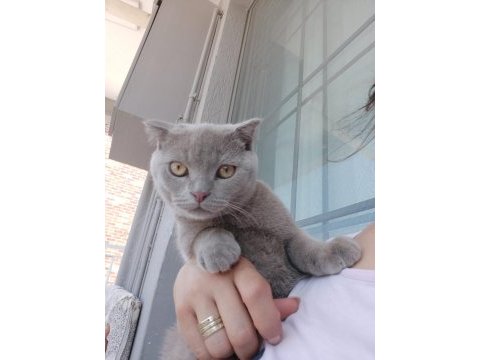 Evcil scottish fold tuvalete alışık
