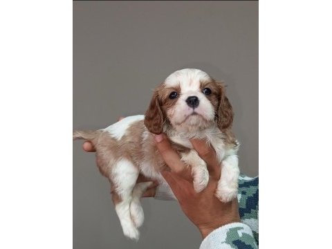 Cavalier king charles yavruları