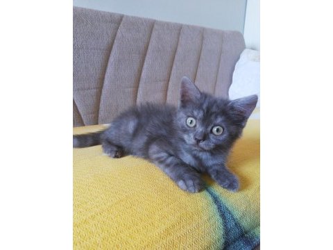 2 aylık british longhair