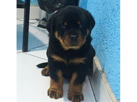 Son dişi rottweiler yavrumuz