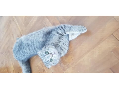 Güzel kızımızı vermek zorundayım scottish fold