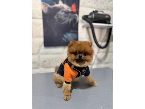 Şecereli a+ kalite teddy bear erkek çok acil son