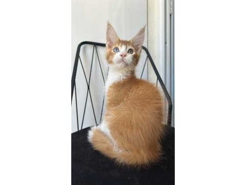 Odd eye boy isadore maine coon