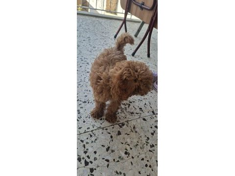 Toy poodle köpeği
