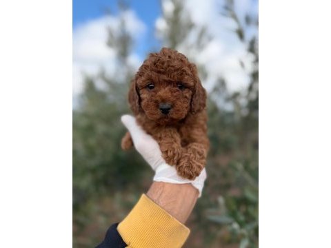 Dişi toy poodle gerçek kalite isteyene