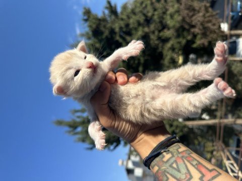 Rezerveye açık maine coon yavruları