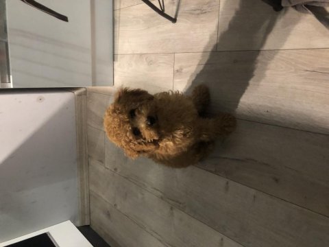 4 aylık poodle