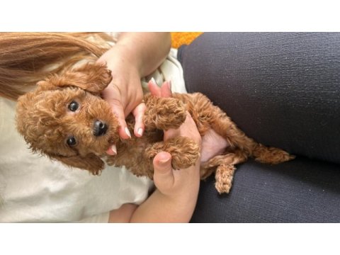 2 aylık toy poodle