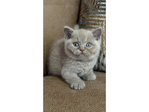 Orjinal british shorthair fawn erkek