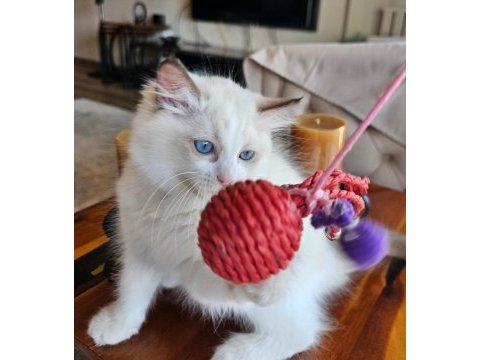 Şecereli anne ve babadan bicolor ragdoll yavrularımız