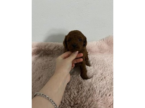 Toy poodle bebek köpekler