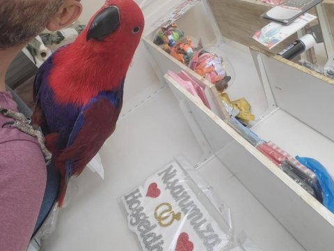 Dişi ve erkek eclectus papağanı