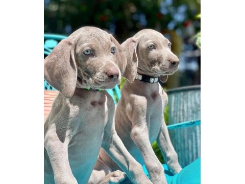 Show kalite weimaraner yavrular